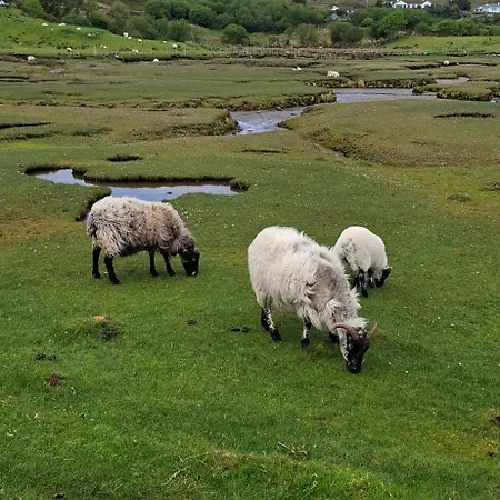 Rosmore Newport (Mayo)